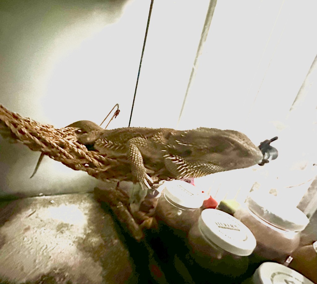 Roxy, a tan bearded dragon, resting on a woven hammock in her terrarium.